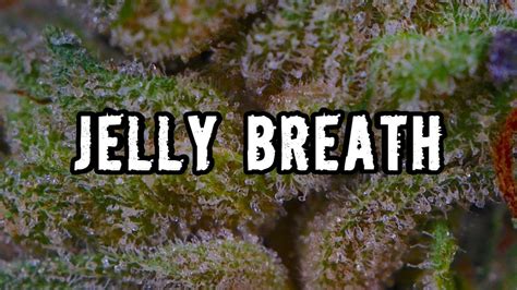 JELLY BREATH OFFICIAL STRAIN REVIEW - YouTube