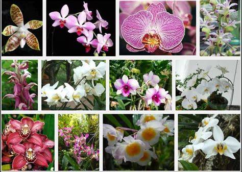 Jenis Bunga Anggrek Dan Harga - Bungainfos Mania - raincitystudios.com