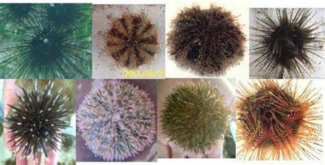 Jenis-Jenis Bintang Laut Dan Bulu Babi (Asteroidea, Echinoidea ... - raincitystudios.com
