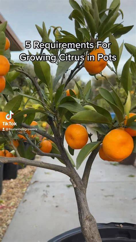 JFE Growing Guide Citrus - Just Fruits and Exotics - raincitystudios.com