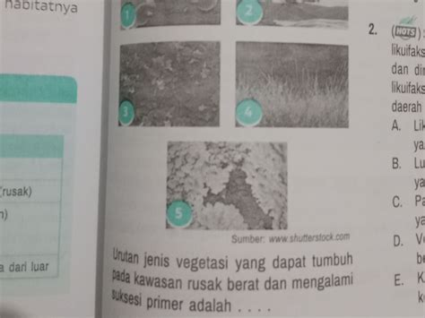 Jika kita mengamati urutan vegetasi yang benar dar... - Roboguru - raincitystudios.com