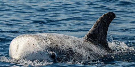 Jonian Dolphin Conservation: research and citizen science in the Gulf ... - raincitystudios.com