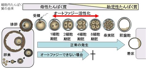 JP2016146823A - 哺乳動物の胚処理方法及び胚 - Google Patents