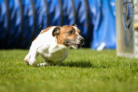 JRT Rescue - Jack Russell Terrier Italia