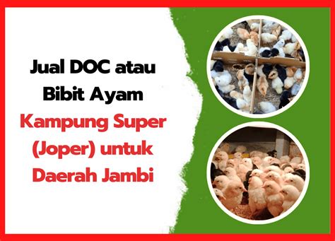 Jual Ayam Joper Bibit Murah & Terbaik - Harga Terbaru Maret 2026 - raincitystudios.com