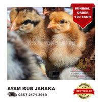Jual Ayam Kub Terdekat - Harga Murah & Grosir Maret … - raincitystudios.com