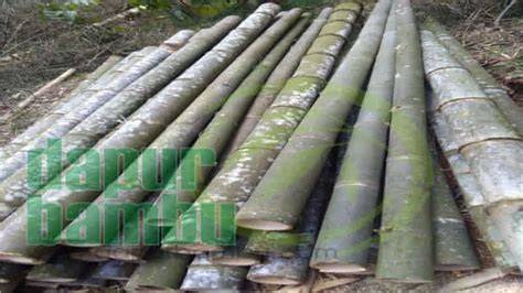 Jual Bambu Betung Besar Murah & Terbaik - raincitystudios.com