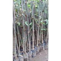 Jual Bambu Betung Terbaik - Harga Murah Maret 2026 & Cicil 0 - raincitystudios.com