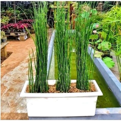 Jual Bambu Hias Hidup Murah & Terbaik - Harga Terbaru Maret 2026 - raincitystudios.com