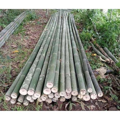 Jual bambu petung besar Harga Terbaik & Termurah Maret 2026 - raincitystudios.com