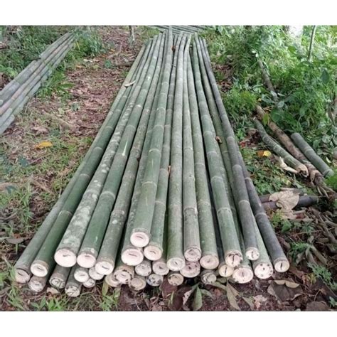 Jual Bambu Petung Terlengkap & Harga Terbaru Maret 2026 - raincitystudios.com