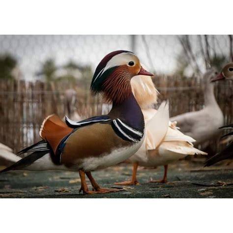 Jual Bebek Hias Original Murah - Harga Diskon Juli 2024 - raincitystudios.com