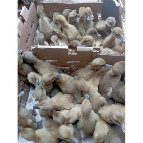 Jual Bebek Petelur Terlengkap & Terbaik - Harga Murah Maret 2026 - raincitystudios.com