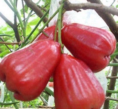 Jual Beli JAMBU AIR CITRA - Pesan Bibit - Ekosis - raincitystudios.com