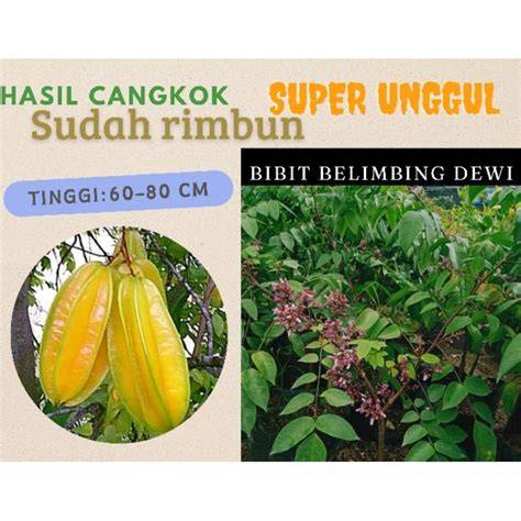 Jual Belimbing Dewi Murah - Harga Terbaru Maret 2026 - raincitystudios.com