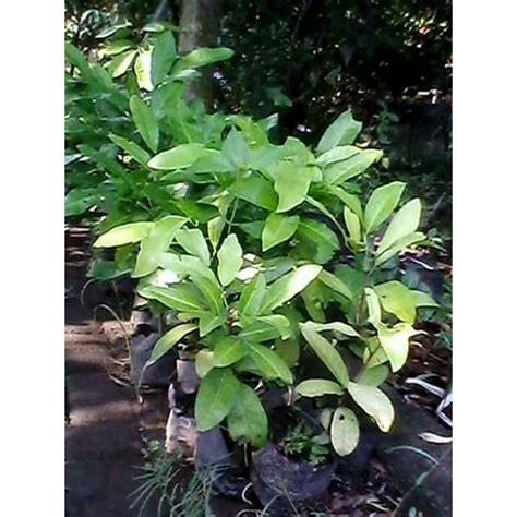 Jual Benih Cendana Terdekat - Harga Murah & Grosir Maret 2026 - raincitystudios.com