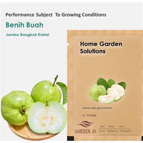 Jual Benih Jambu Kristal Terdekat - Harga Murah & Grosir - raincitystudios.com