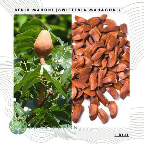 Jual Benih Mahoni Terdekat - Harga Murah & Grosir Maret 2026 - raincitystudios.com