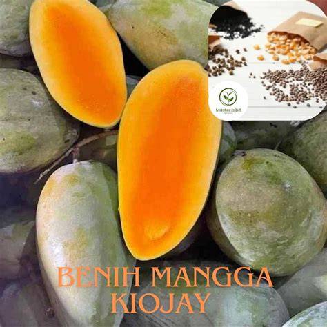 Jual Benih Mangga Terbaik - Harga Murah Maret 2026 & Cicil 0 - raincitystudios.com