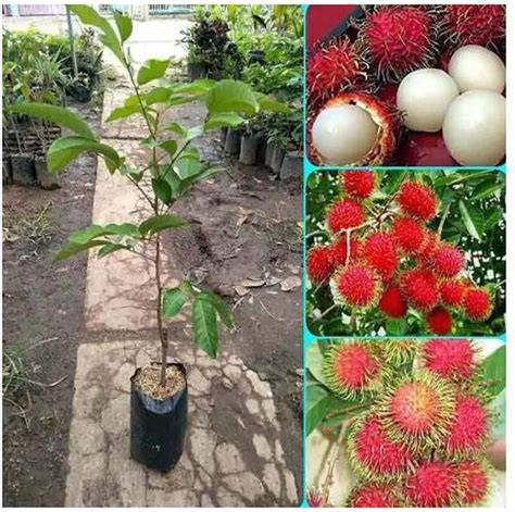 Jual Benih Rambutan Bangkok Terbaru - Jan 2025 - raincitystudios.com