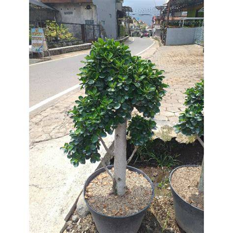 Jual Beringin Dolar Micro Murah & Terbaik - raincitystudios.com