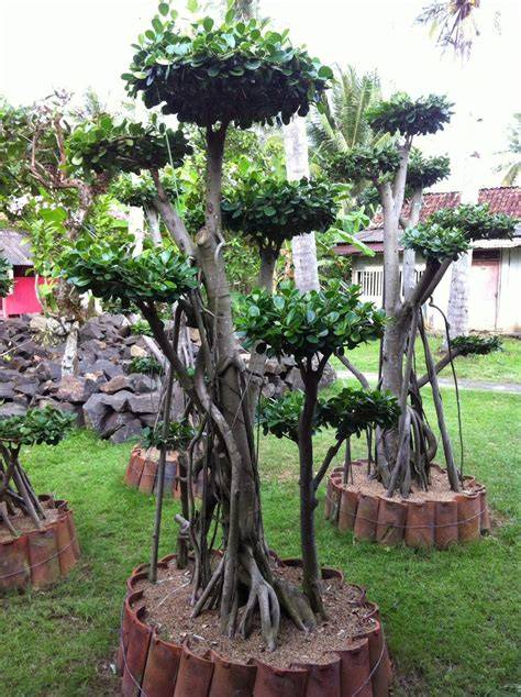 Jual Beringin Dolar Terlengkap - Harga Murah Maret 2026 - raincitystudios.com