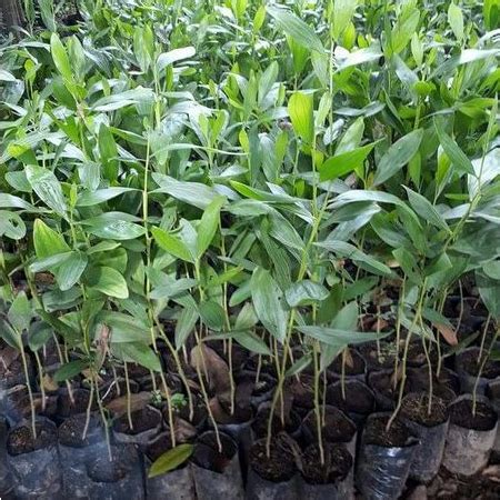 Jual bibit akasia mangium - Agro Mangrove - raincitystudios.com