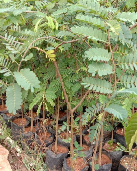 Jual bibit asam jawa Harga Terbaik & Termurah Maret 2026 | Shopee … - raincitystudios.com