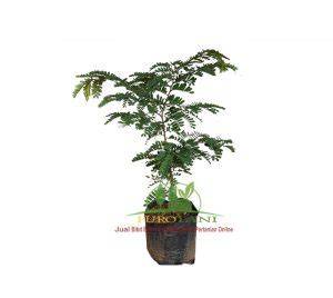 Jual Bibit Asam Unggul Bahan Bonsai Berkualitas - raincitystudios.com
