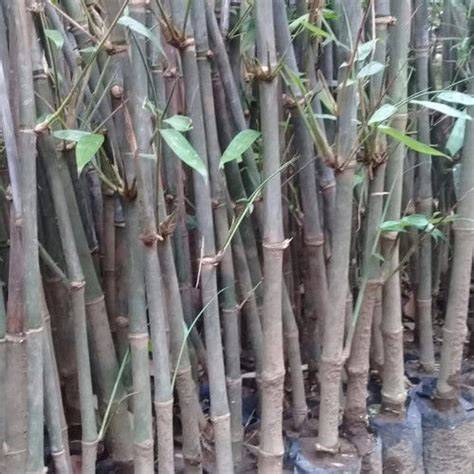 Jual Bibit bambu petung 40 cm | Shopee Indonesia - raincitystudios.com