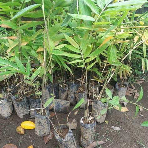 Jual Bibit Bambu Petung Terdekat - Harga Murah & Grosir Maret 2026 - raincitystudios.com