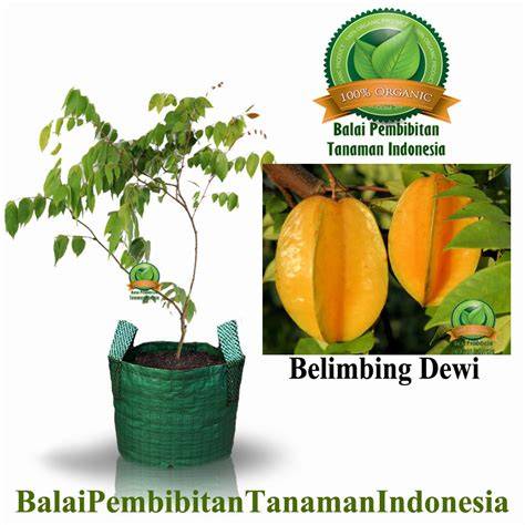 Jual bibit belimbing dewi super - Kab. Majalengka - raincitystudios.com