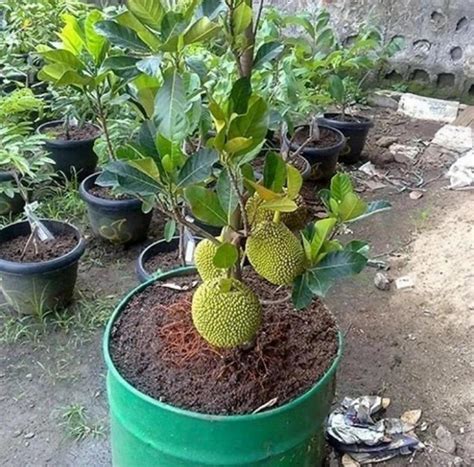 Jual Bibit Buah (Tanaman) - raincitystudios.com