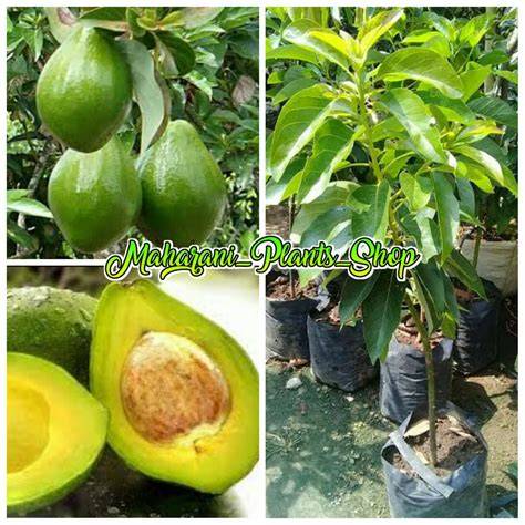 Jual Bibit Buah Alpukat Mentega - Mekar Bibit - raincitystudios.com