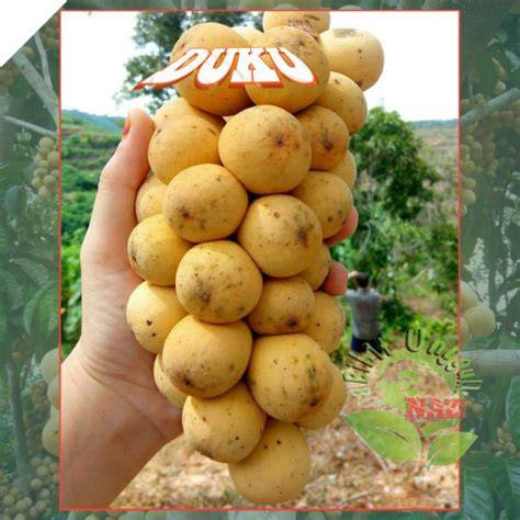 Jual Bibit Buah Duku - Mekar Bibit - raincitystudios.com