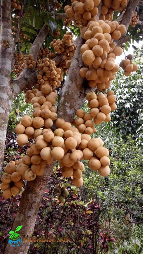 Jual Bibit Buah Duku Terbaik - Harga Murah Maret 2026 & Cicil 0% - raincitystudios.com
