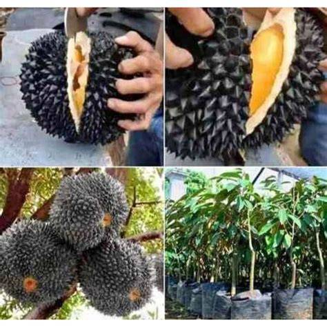 Jual Bibit Buah Durian Terbaik - Harga Murah Maret 2026 ... - raincitystudios.com