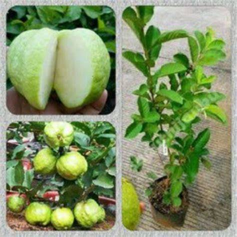 Jual Bibit Buah Jambu Kristal - raincitystudios.com