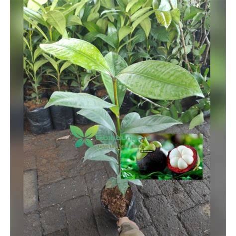 Jual Bibit Buah Manggis Terbaik - Harga Murah Februari 2026 - raincitystudios.com