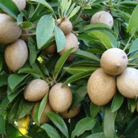 Jual Bibit Buah Sawo Manila - Mekar Bibit - raincitystudios.com