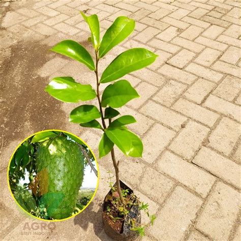 Jual Bibit Buah Sirsak - raincitystudios.com
