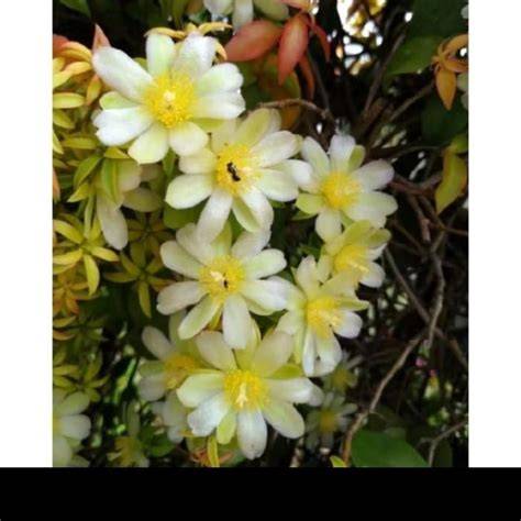 Jual Bibit bunga rambat wangi lemon vine (Pereskia aculeata v ... - raincitystudios.com