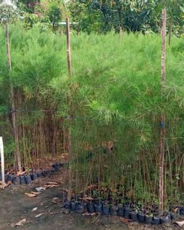 Jual Bibit Cemara Laut || Agro Mangrove - raincitystudios.com
