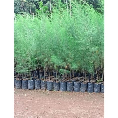 Jual bibit cemara laut - raincitystudios.com