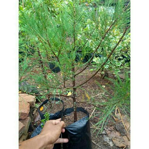 Jual bibit cemara udang - raincitystudios.com