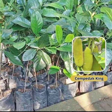 Jual Bibit Cempedak Terbaik - Harga Murah Maret 2026 & Cicil 0 - raincitystudios.com