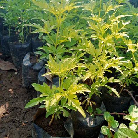 Jual Bibit Cendana - raincitystudios.com