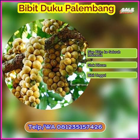 Jual Bibit Duku Palembang - raincitystudios.com