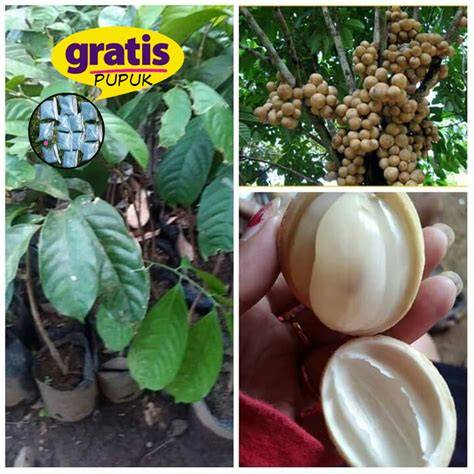 Jual Bibit Duku Terlengkap & Harga Terbaru Maret 2026 | Shopee … - raincitystudios.com