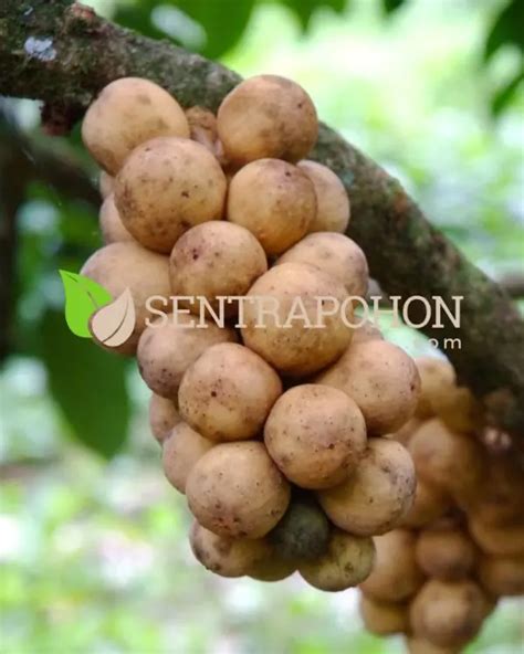 Jual Bibit Duku Unggul Terbaik - Harga Murah Maret 2026 - raincitystudios.com